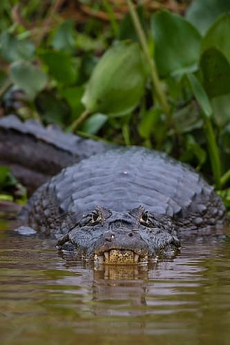 A Yacare caiman-on the surface of the Cuiaba River Mato Grosso Do Sul State-Brazil Animals Print